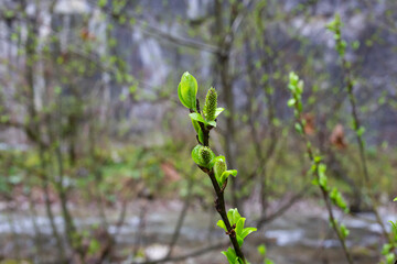 Tree buds in spring. Young large buds on branches against blurred background under the bright sun.