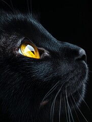 A close up of a black cat's face with yellow eyes