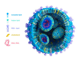 Lipid nanoparticle (LNP) structure illustration. Lipid nanoparticles are promising vehicles to deliver a variety of therapeutics like DNA vaccines or for infectious diseases and cancer. 