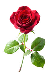 Fototapeta premium A little branch of a single red rose with leaves on a white or transparent background.