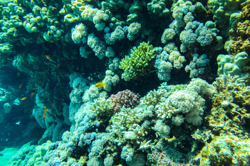 Coral Reef at the Red Sea,Egypt. coral yellow fish