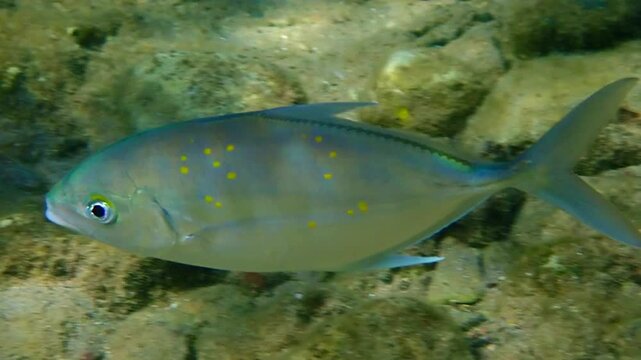 Swimming young longfin yellowtail (Seriola rivoliana), belongs to the family Carangidae. Usually occurs in outer reef slopes, this scene was above stones bottom background, Red Sea