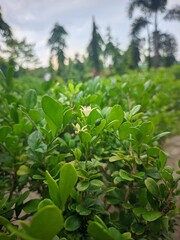 green tea plantation