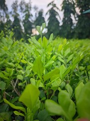 Obraz premium flower in the forest