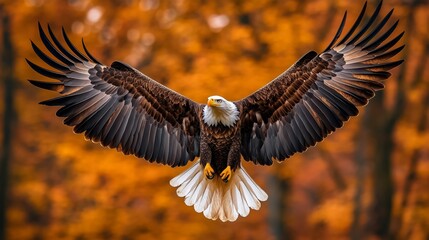 Obraz premium A majestic bald eagle soaring high in the sky, its wings spread wide as it covered in autumnal colors.