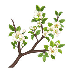 Obraz premium tree with flowers on transparent background png