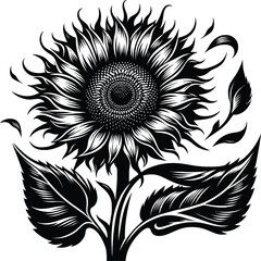 Sunflower isolated white Background vector illustration 