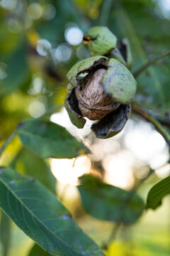Waln&uuml;sse (Juglans)