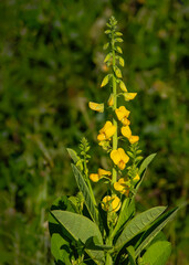 A tall spike of bright yellow flowers of Showy rattlebox, Showy crotalaria, showing multiple flowers, leaves and the stem. An invasive and toxic wildflower introduced to the southeast us from Asia.