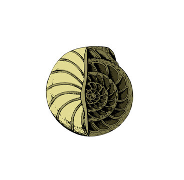 Detailed vector cross section of a seashell showing internal cavities. Realistic encyclopedia style illustration with black lines and color isolated on white background.
