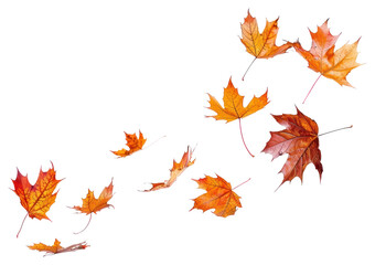 Obraz premium PNG Autumn maple leaves flying bonfire plant flame.