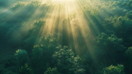 Drone view, tranquil forest canopy, with sunlight filtering through the lush green foliage
