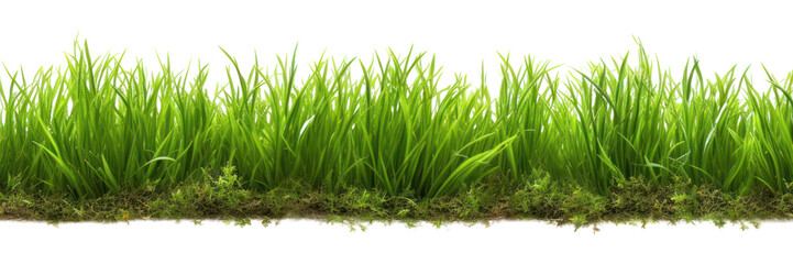 Obraz premium PNG Outdoors grass plant green.