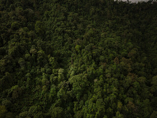 Obraz premium A rural road winds through a serene mountain vista, bordered by lush green forest under a blue sky at dawn in Doi Phuka National Park, Nan Province, Thailand