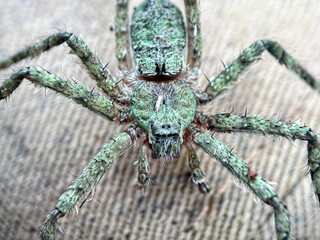 Close up of Huntsman spiders (Sparasidae)