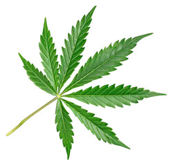 PNG Cannabis leaf plant herbs white background.