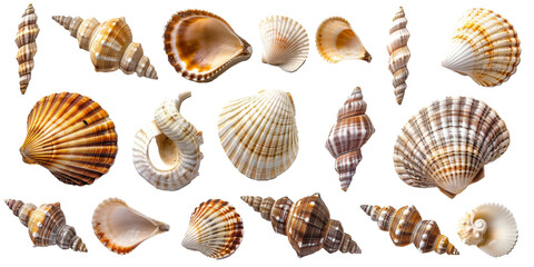 Fototapeta premium Exquisite seashells arranged neatly on white surface