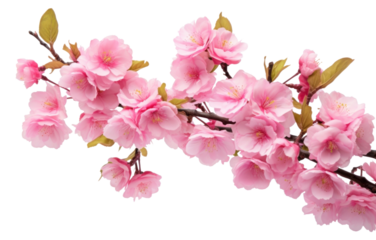 PNG Blossom flower plant inflorescence.