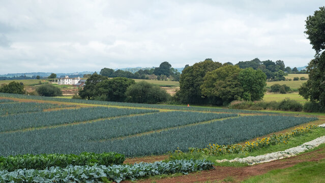 Farming landscape in Devon in late summer with crops of cabbages, sprouts and sunflowers edging a main crop of organic leeks ( Allium ampeloprasum ). Leeks can be grown all year round in the area