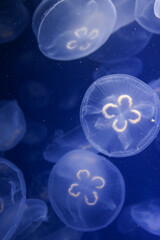 Moon jellyfish glowing in dark blue water underwater marine life