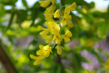 亀戸天神の藤棚