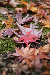 モミジの紅葉