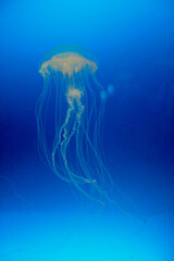 Translucent jellyfish swimming gracefully in blue ocean water