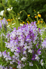 Cluster of purple and white linaria toadflax flowers in spring garden