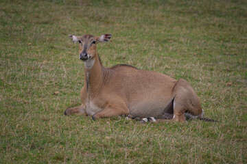 An adult doe rests and lies on the grass.
