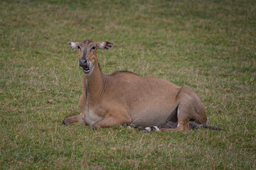 An adult doe rests and lies on the grass.
