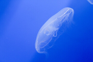 Translucent comb jelly floating in deep blue aquarium water