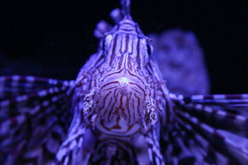 Front view of venomous lionfish swimming in dark aquarium water