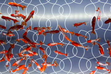 模様, シームレス, ベクター, 壁紙, イラスト, 質感, デザイン, 自然, 文科系, 葉, オレンジ, 花, デコレーション, 蝶, フローラル, 秋, 赤, 黄色, シルエット, 美しさ, 成分, 青, 色, 背景,金魚