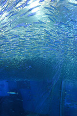 School of sardines swimming in circle in blue ocean water