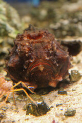 Brown frogfish camouflaged on seabed in aquarium tank
