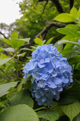 アジサイ