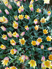 真上から見るチューリップ