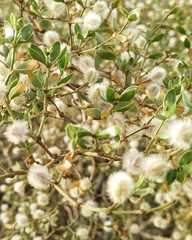 Wild endemic steppe patagonian flora, rio negro province, argentina