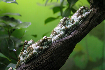 アマゾンミルキーフロッグ