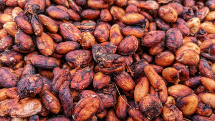 Selective focus of Cacao beans or chocolate fruit are the fruit seeds of the cacao tree (Theobroma cacao). buah kakao