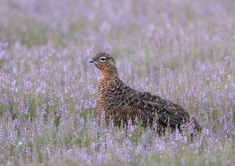 Red Grouse in Lilac Heather