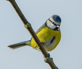Eurasian blue tit (Cyanistes caeruleus) on a branch