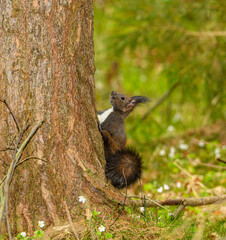 Obraz premium Eurasian red squirrel (Sciurus vulgaris) on base of stem