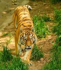 Amur or Siberian tiger (Panthera tigris altaica)