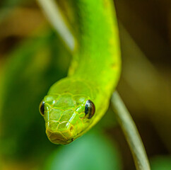 western green mamba (Dendroaspis viridis) portrait