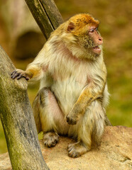Fototapeta premium barbary macaque (Macaca sylvanus) sitting