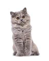 Pretty blue tortie British Longhair cat kitten, sitting up facing front. Looking beside camera with orange eyes and one paw playfully up. Isolated on a white background.