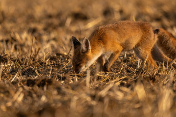 portrait d'un jeune renard recherchant de la nourriture dans un champ fraichement labourré
