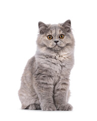 Pretty blue tortie British Longhair cat kitten, sitting up facing front. Looking towards camera with orange eyes. Isolated on a white background.