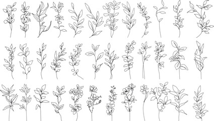 Continuous Line Drawing Of Plants Black Sketch of Leaves Branch Isolated on White Background. Flower with Leaves One Line Illustration. Minimalist Botanical Drawing. Vector  © Наталья Дьячкова